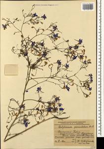 Delphinium consolida subsp. paniculatum (Host) N. Busch, Crimea (KRYM) (Russia)