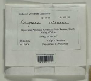 Hygrohypnella ochracea (Turner ex Wilson) Ignatov & Ignatova, Bryophytes, Bryophytes - Chukotka & Kamchatka (B21) (Russia)