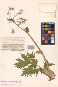 Heracleum mantegazzianum Sommier & Levier, Eastern Europe, Lithuania (E2a) (Lithuania)