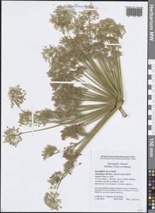 Heracleum villosum (Hoffm.) Fisch. ex Spreng., Eastern Europe, Central forest-and-steppe region (E6) (Russia)