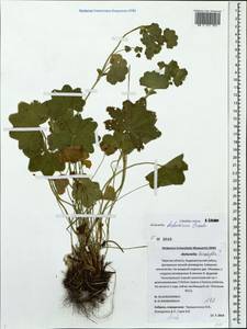 Alchemilla tichomirovii Czkalov, Eastern Europe, North-Western region (E2) (Russia)