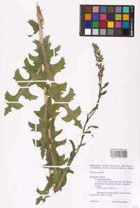 Lactuca serriola L., Eastern Europe, Central region (E4) (Russia)