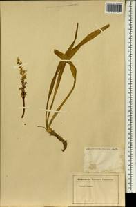 Reineckea carnea (Andrews) Kunth, Africa (AFR) (Not classified)