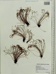 Asplenium septentrionale, Eastern Europe, Eastern region (E10) (Russia)