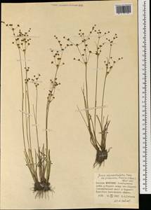 Juncus alpinoarticulatus Chaix, Mongolia (MONG) (Mongolia)