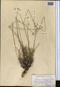 Semenovia tragioides (Boiss.) Manden., Middle Asia, Kopet Dag, Badkhyz, Small & Great Balkhan (M1) (Turkmenistan)