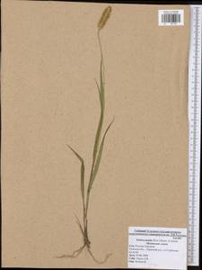 Setaria pumila (Poir.) Roem. & Schult., Eastern Europe, Central region (E4) (Russia)