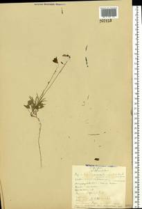Campanula rotundifolia L., Eastern Europe, Northern region (E1) (Russia)