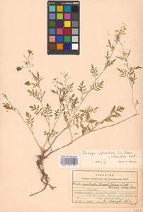 Rorippa sylvestris (L.) Besser, Eastern Europe, Moscow region (E4a) (Russia)