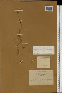 Gagea minima (L.) Ker Gawl., Eastern Europe, North Ukrainian region (E11) (Ukraine)