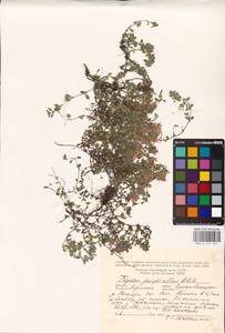 MHA 0 157 541, Thymus talijevii subsp. paucifolius (Klokov) P.A.Schmidt, Eastern Europe, Eastern region (E10) (Russia)