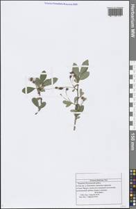 Prunus fruticosa Pall., Eastern Europe, Middle Volga region (E8) (Russia)
