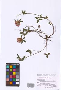 Trifolium pratense L., Eastern Europe, Northern region (E1) (Russia)