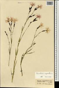 Dianthus superbus L., Mongolia (MONG) (Mongolia)