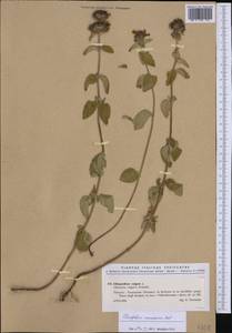Clinopodium caucasicum Melnikov, Western Europe (EUR) (Italy)