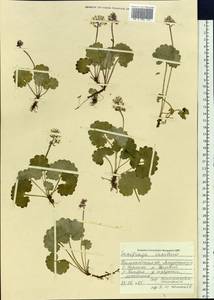 Micranthes nelsoniana var. insularis (Hultén) Gornall & H. Ohba, Siberia, Chukotka & Kamchatka (S7) (Russia)