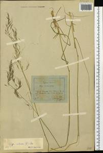 Achnatherum sibiricum (L.) Keng ex Tzvelev, Siberia, Baikal & Transbaikal region (S4) (Russia)