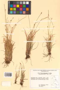 Carex micropoda C.A.Mey., Siberia, Chukotka & Kamchatka (S7) (Russia)