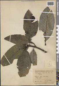 Castanopsis fissa (Champ. ex Benth.) Rehder & E.H.Wilson, South Asia, South Asia (Asia outside ex-Soviet states and Mongolia) (ASIA) (Vietnam)