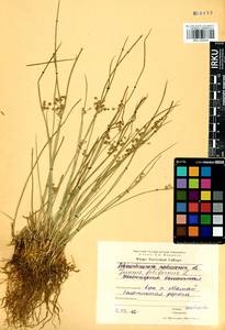 Juncus filiformis L., Siberia, Baikal & Transbaikal region (S4) (Russia)