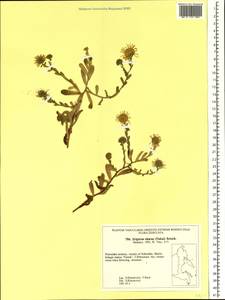 Aster spathulifolius Maxim., Siberia, Russian Far East (S6) (Russia)