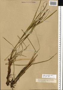 Carex aquatilis Wahlenb., Eastern Europe, Northern region (E1) (Russia)