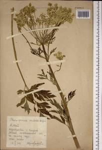 Pleurospermum uralense Hoffm., Siberia, Altai & Sayany Mountains (S2) (Russia)