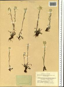 Leontopodium campestre (Ledeb.) Hand.-Mazz., Siberia, Altai & Sayany Mountains (S2) (Russia)