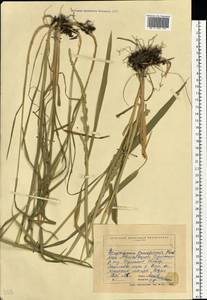 Beckmannia eruciformis (L.) Host, Eastern Europe, North Ukrainian region (E11) (Ukraine)