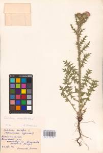 Carduus acanthoides L., Eastern Europe, Central forest-and-steppe region (E6) (Russia)