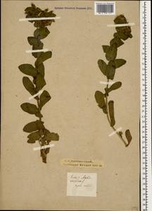 Cerinthe minor L., Caucasus, Krasnodar Krai & Adygea (K1a) (Russia)