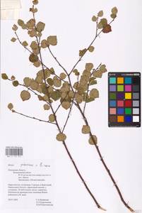 Betula intermedia (Hartm.) E.Thomas ex Gaudin, Eastern Europe, North-Western region (E2) (Russia)