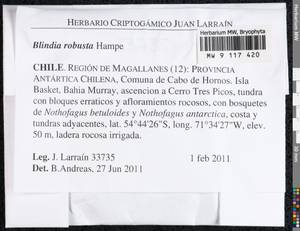 Pseudoblindia robusta (Hampe) Fedosov, M. Stech & Ignatov, Bryophytes, Bryophytes - America (BAm) (Chile)