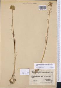 Allium petraeum Kar. & Kir., Middle Asia, Northern & Central Tian Shan (M4) (Kazakhstan)