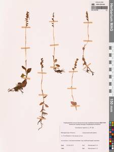 Goodyera repens (L.) R.Br., Siberia, Chukotka & Kamchatka (S7) (Russia)