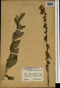 Asyneuma campanuloides (M.Bieb. ex Sims) Bornm., Caucasus, Georgia (K4) (Georgia)