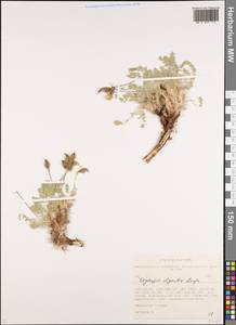 Oxytropis oligantha Bunge, Siberia, Altai & Sayany Mountains (S2) (Russia)