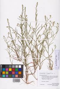 Corispermum pallasii Steven, Eastern Europe, Central region (E4) (Russia)
