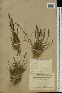 Agrostis capillaris L., Eastern Europe, Belarus (E3a) (Belarus)