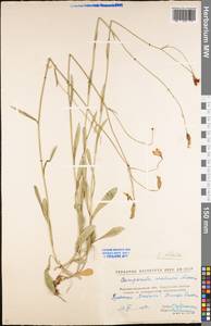 Campanula stevenii subsp. altaica (Ledeb.) Fed., Eastern Europe, North Ukrainian region (E11) (Ukraine)
