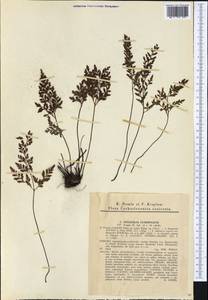 Asplenium cuneifolium subsp. cuneifolium, Western Europe (EUR) (Czech Republic)
