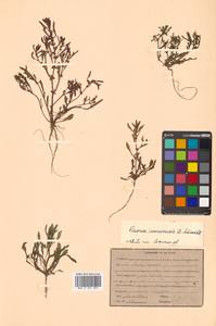 Rumex amurensis F. Schmidt, Siberia, Russian Far East (S6) (Russia)