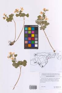 Isopyrum thalictroides L., Eastern Europe, Moscow region (E4a) (Russia)