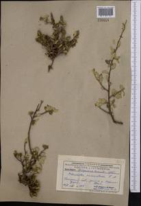 Cotoneaster melanocarpus G.Lodd., Middle Asia, Pamir & Pamiro-Alai (M2) (Uzbekistan)
