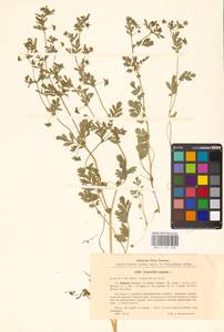 Potentilla supina L., Eastern Europe, North Ukrainian region (E11) (Ukraine)