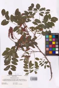 Robinia pseudoacacia L., Eastern Europe, Lower Volga region (E9) (Russia)