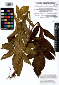 Rhaponticum carthamoides subsp. carthamoides, Siberia, Baikal & Transbaikal region (S4) (Russia)