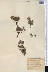 Dracocephalum paulsenii Briq., Middle Asia, Pamir & Pamiro-Alai (M2) (Kyrgyzstan)