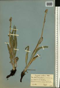 Takhtajaniantha austriaca (Willd.) Zaika, Sukhor. & N. Kilian, Eastern Europe, Eastern region (E10) (Russia)