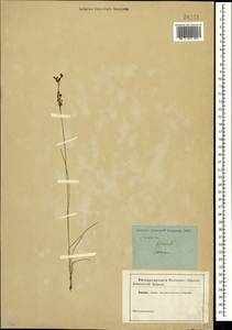Juncus gerardii Loisel., Crimea (KRYM) (Russia)